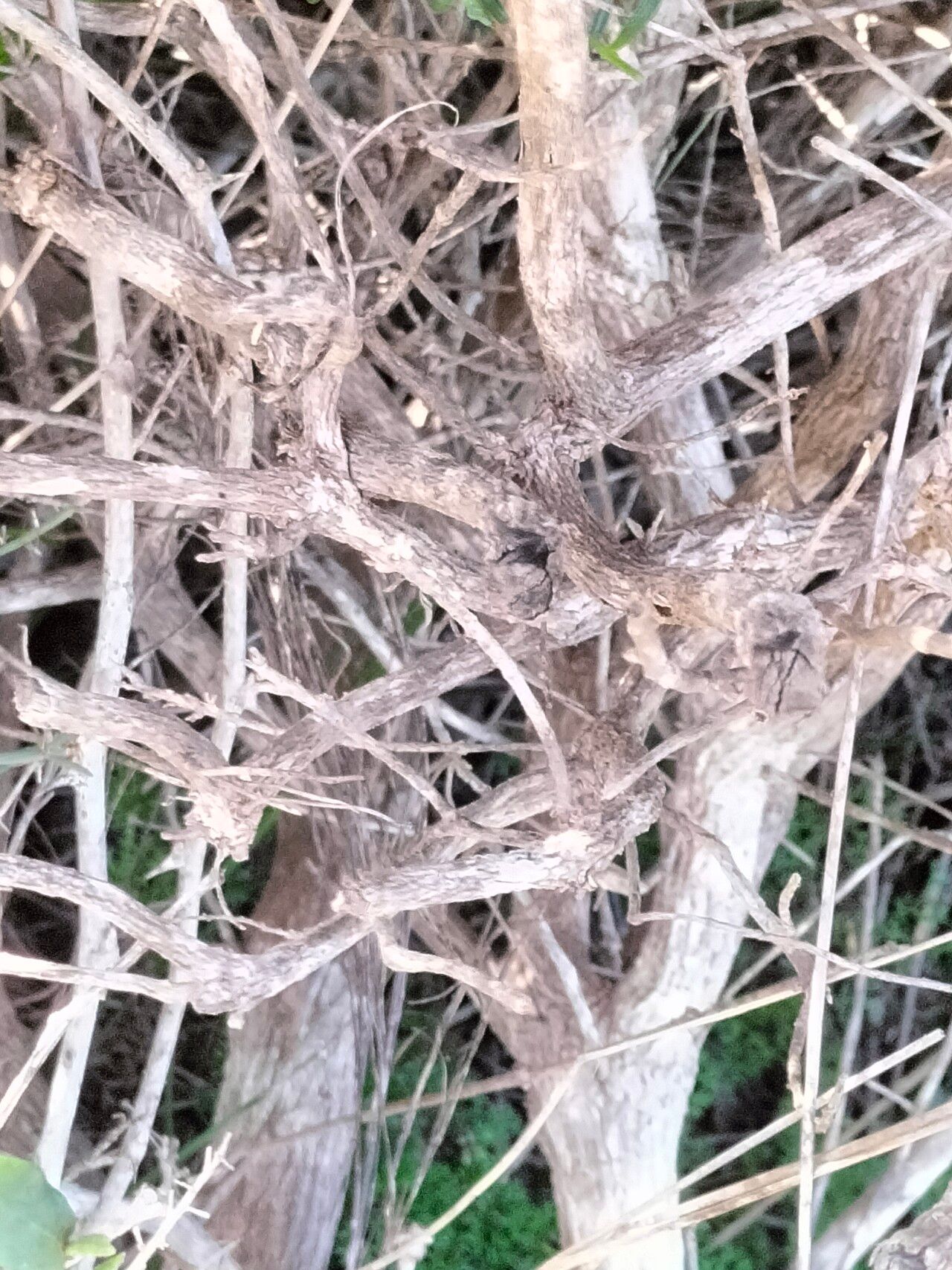 Metalasia muricata bark