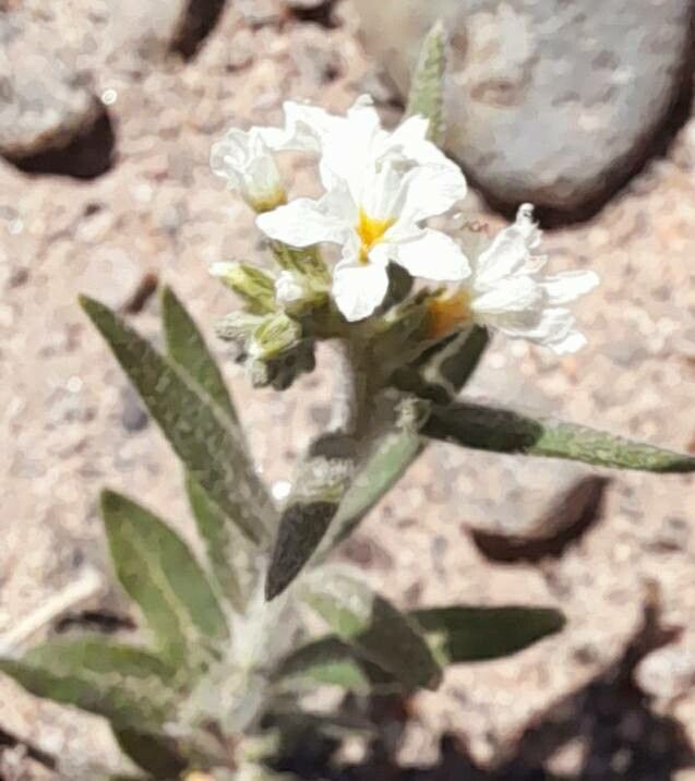 Euploca mendocina flower