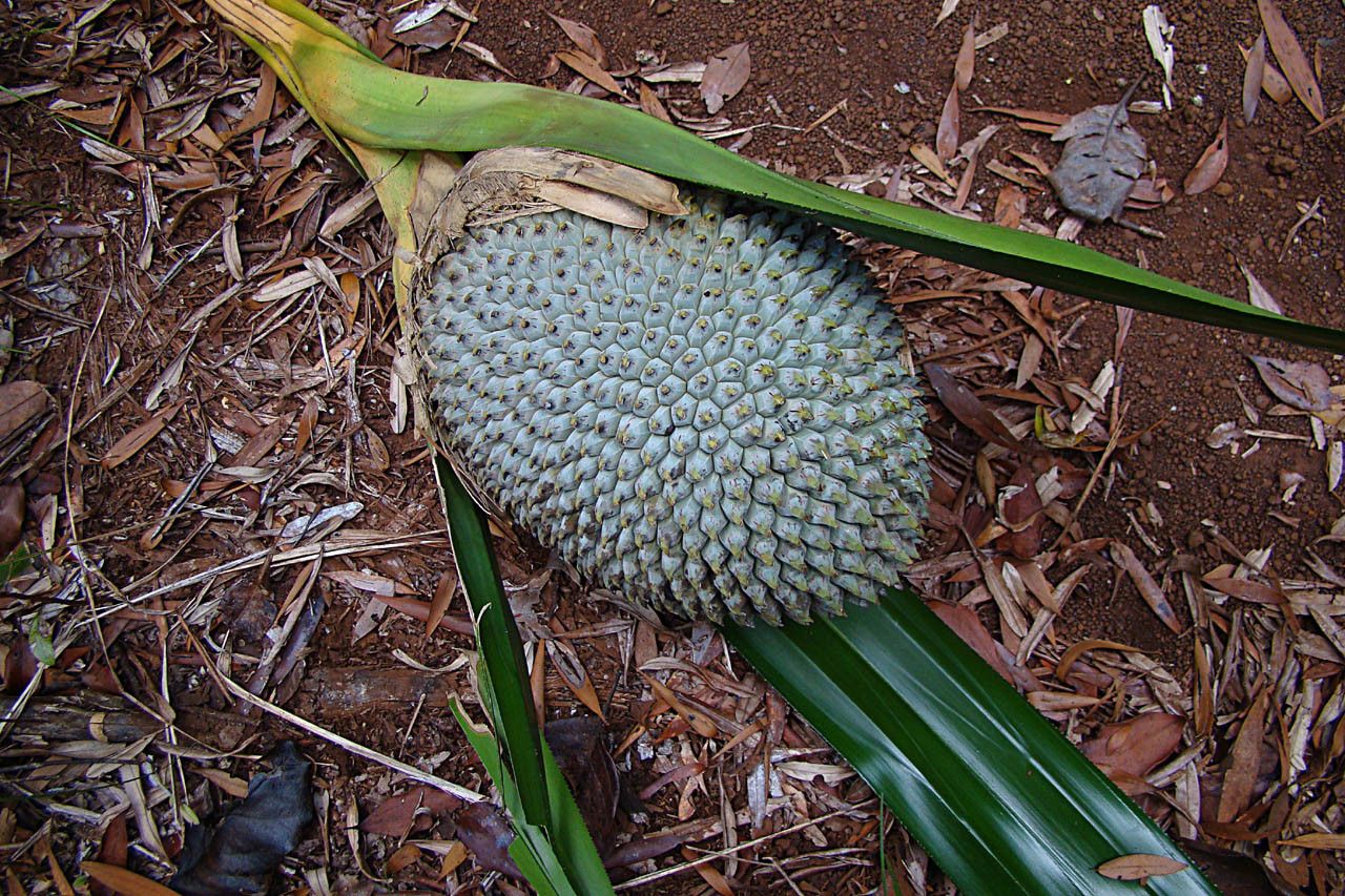 Pandanus serpentinicus fruit