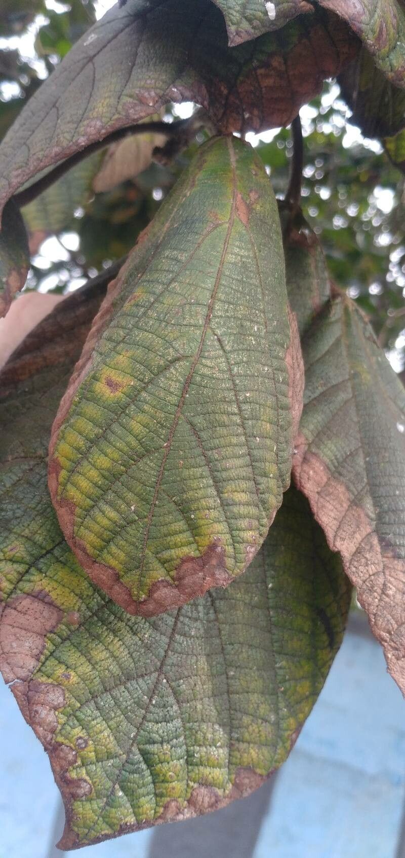 Sterculia excelsa — search result for 'Sterculia'