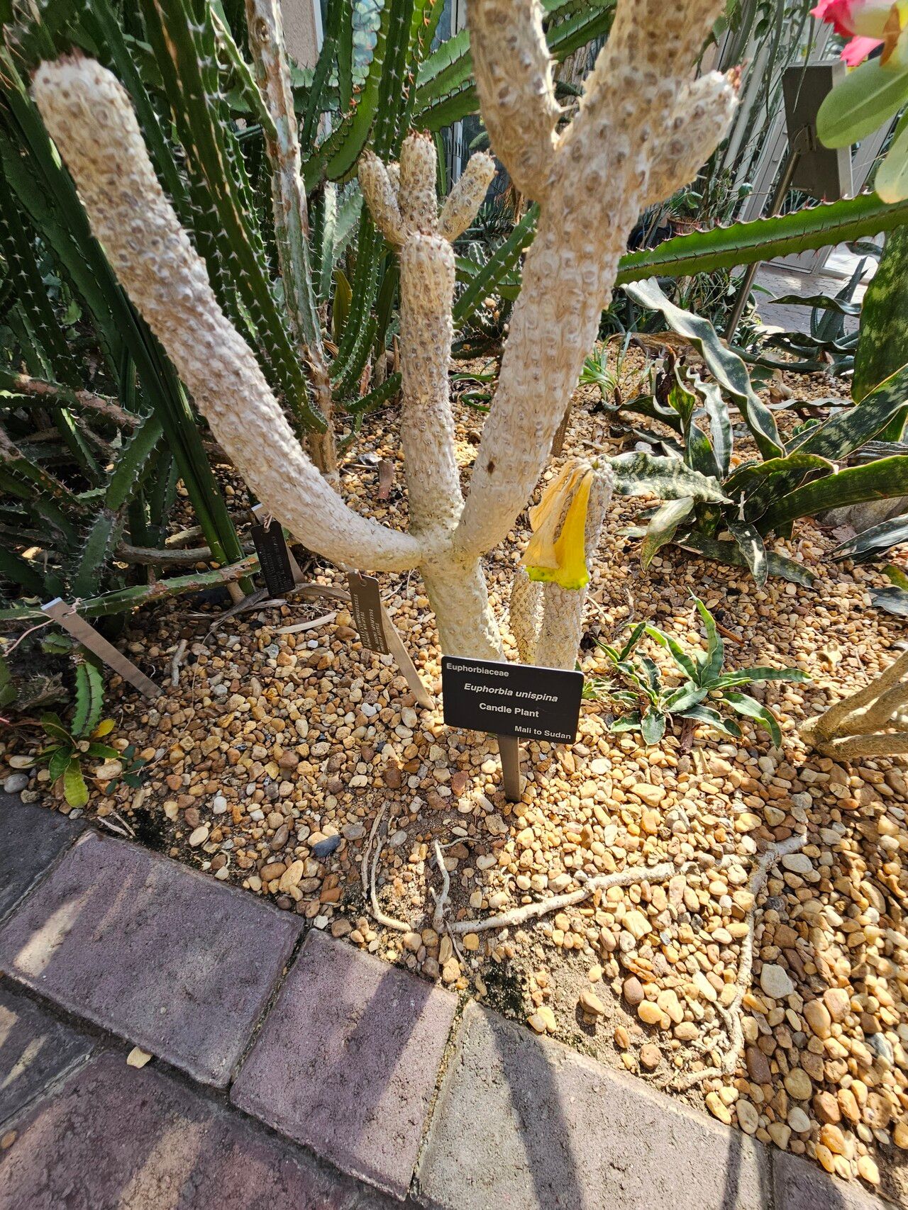 Euphorbia unispina habit