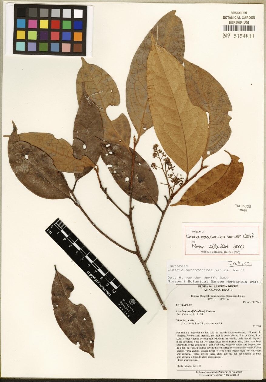 Licaria oppositifolia — houseplant care guide