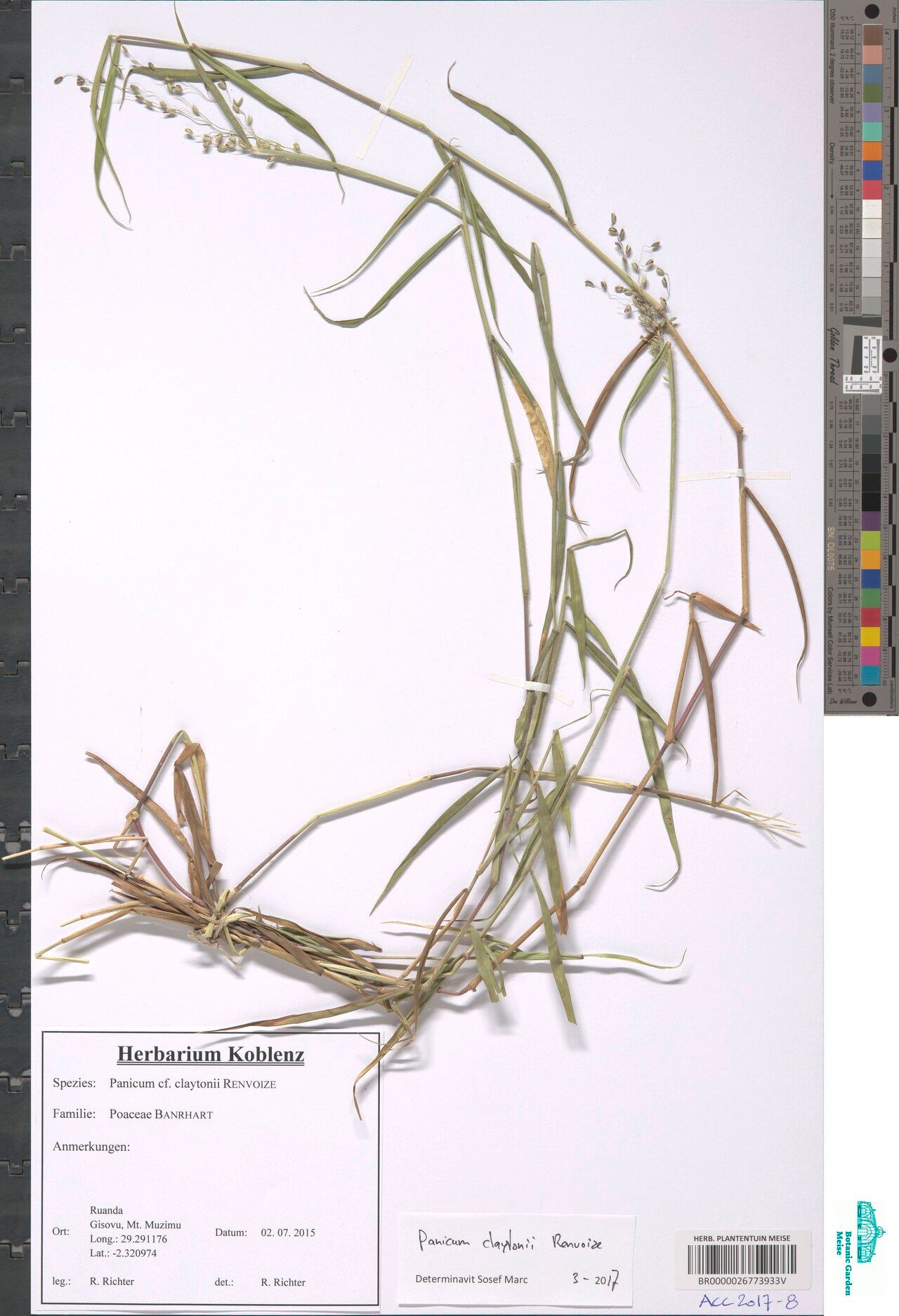 Adenochloa adenophora other
