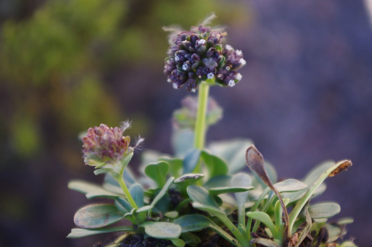 Valeriana petersenii flower
