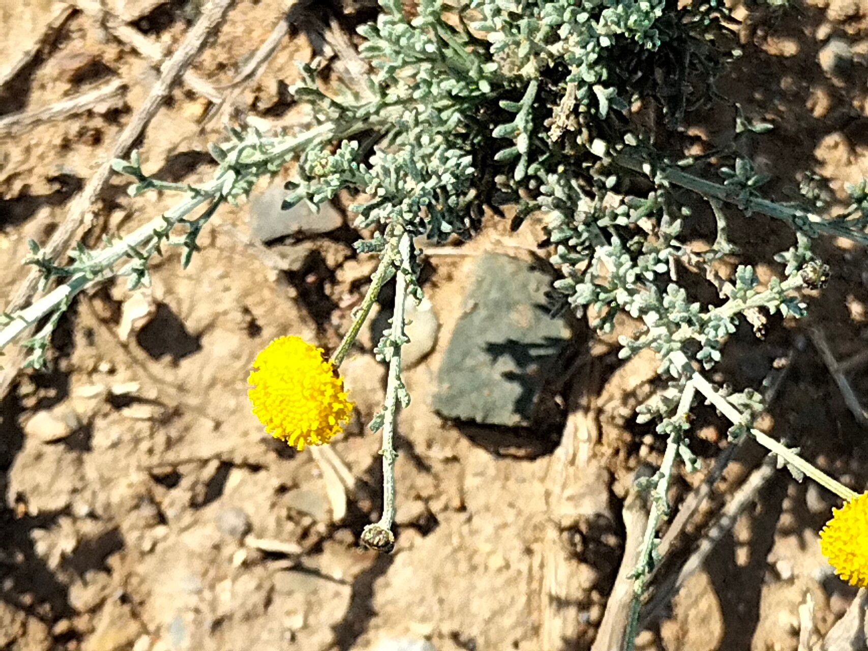 Pentzia incana flower
