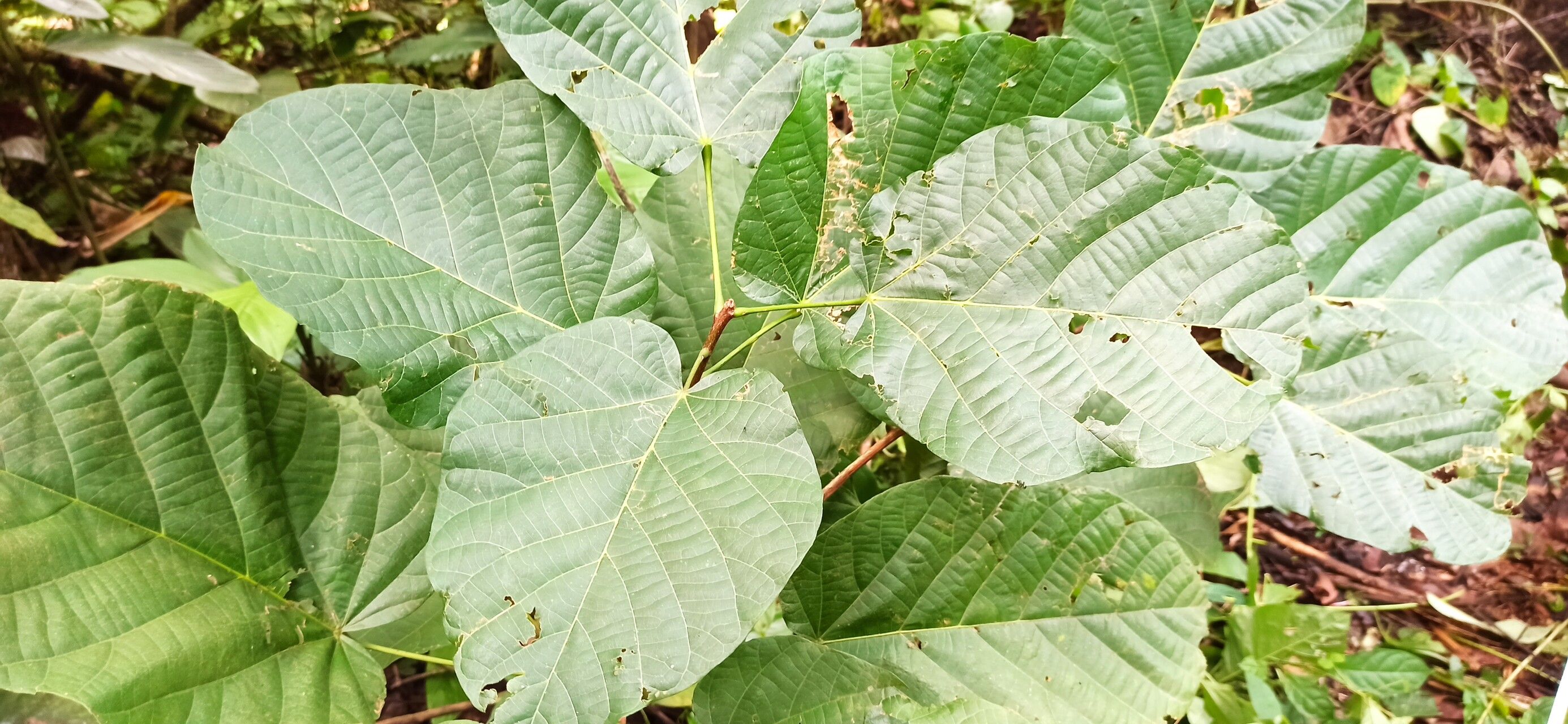 Mansonia altissima — houseplant care guide