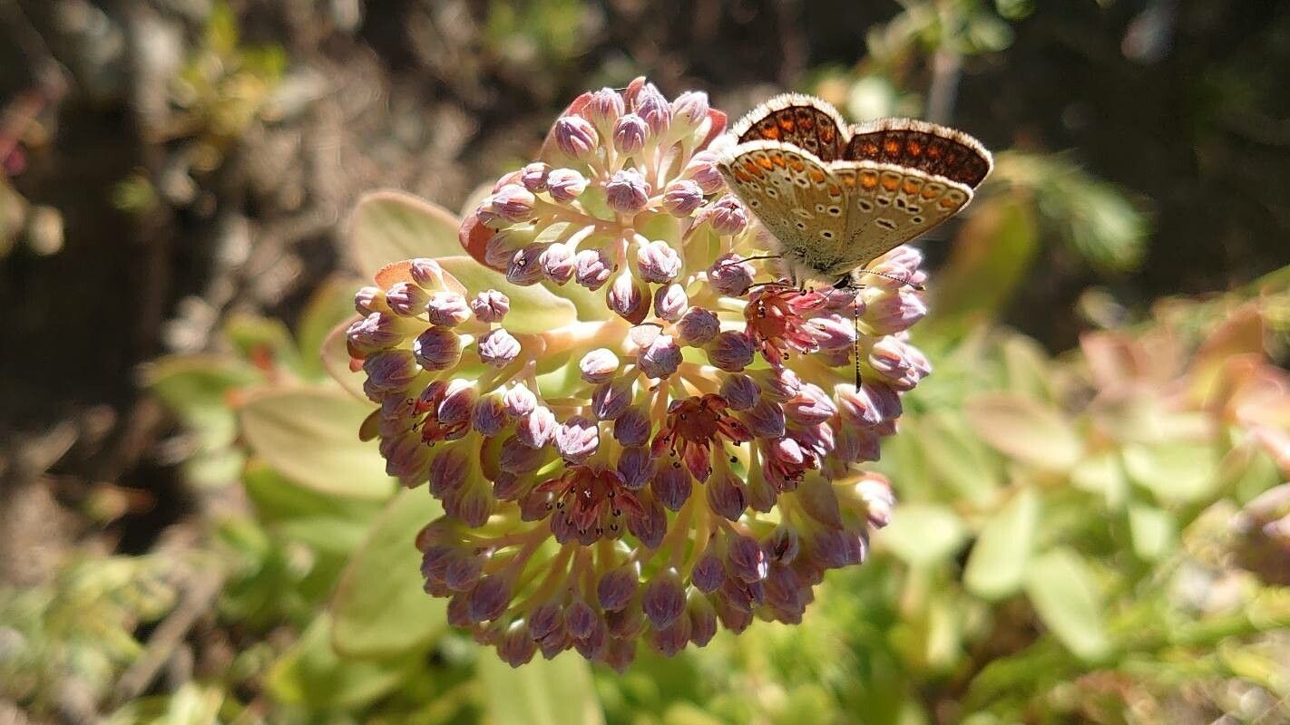 Hylotelephium anacampseros flower