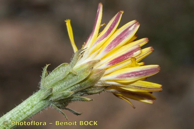 Picris helminthioides — houseplant care guide