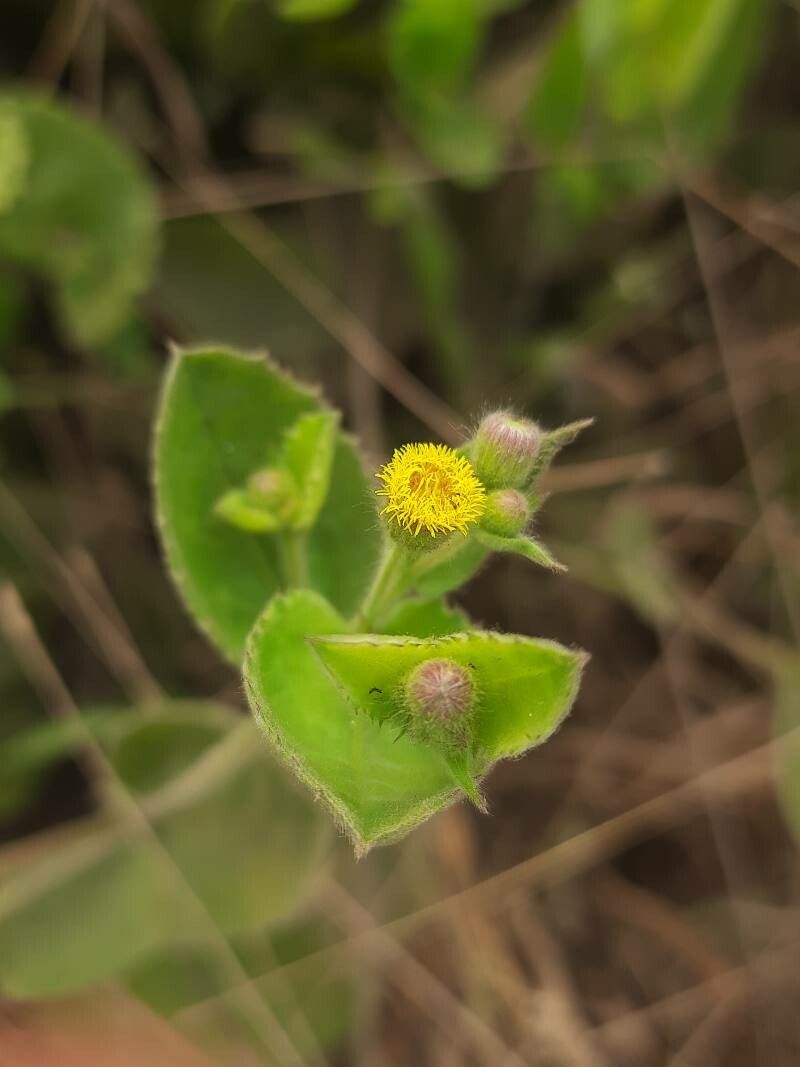 Blumea lacera flower