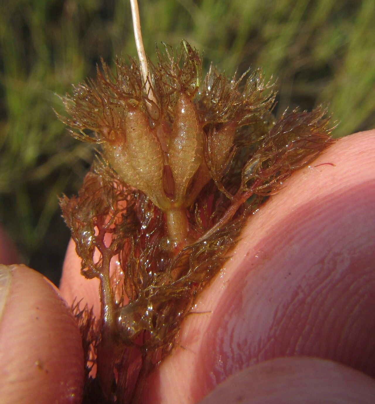 Utricularia benjaminiana fruit