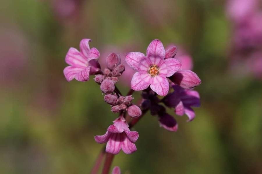 Apocynum venetum flower