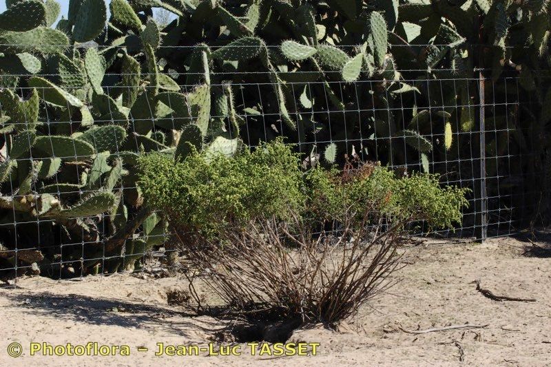 Thymelaea lythroides habit