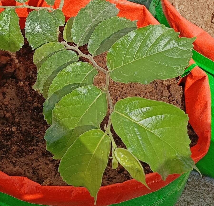 Bridelia micrantha leaf