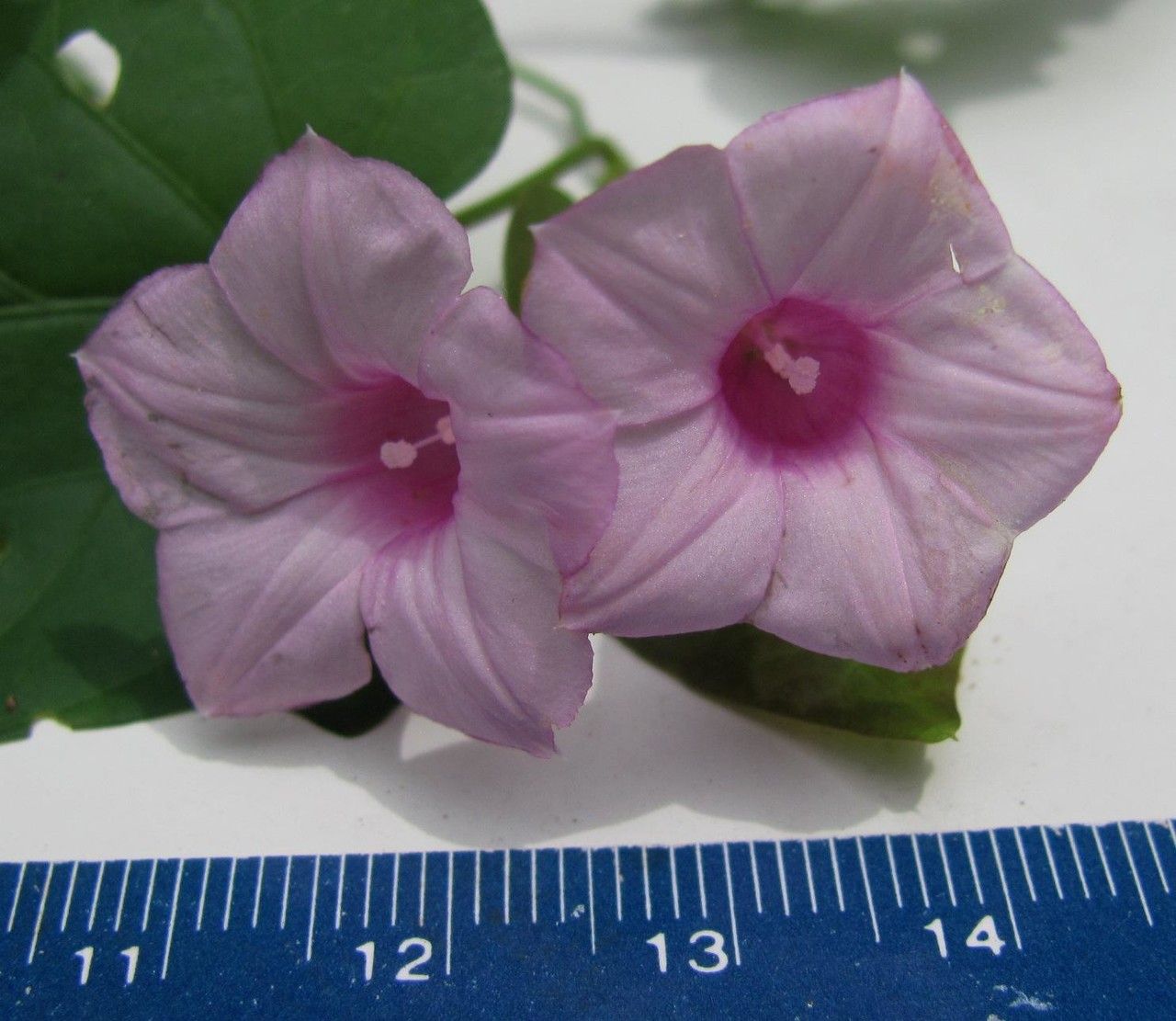 Ipomoea ramosissima — search result for 'Ipomoea'