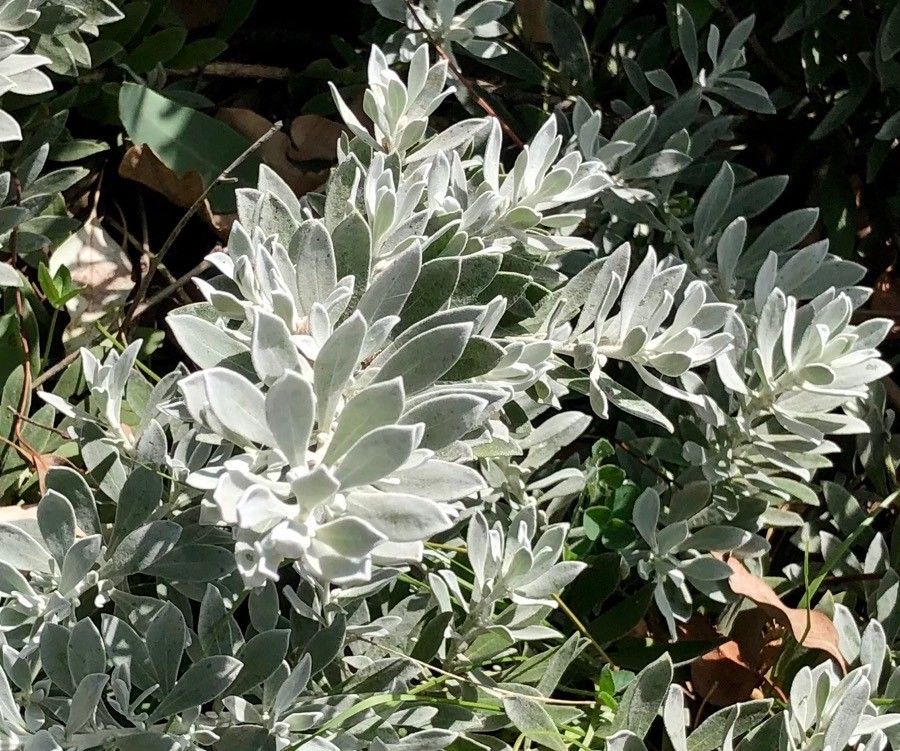 Eremophila glabra leaf