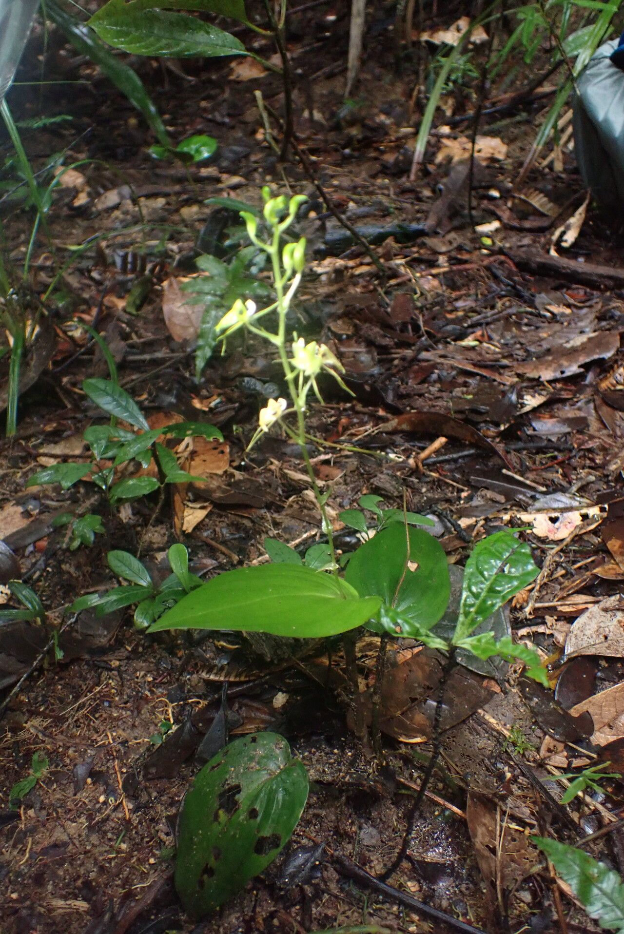 Liparis clareae habit