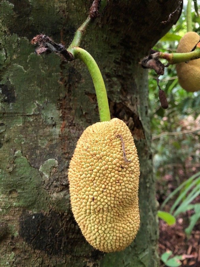 Artocarpus integer fruit