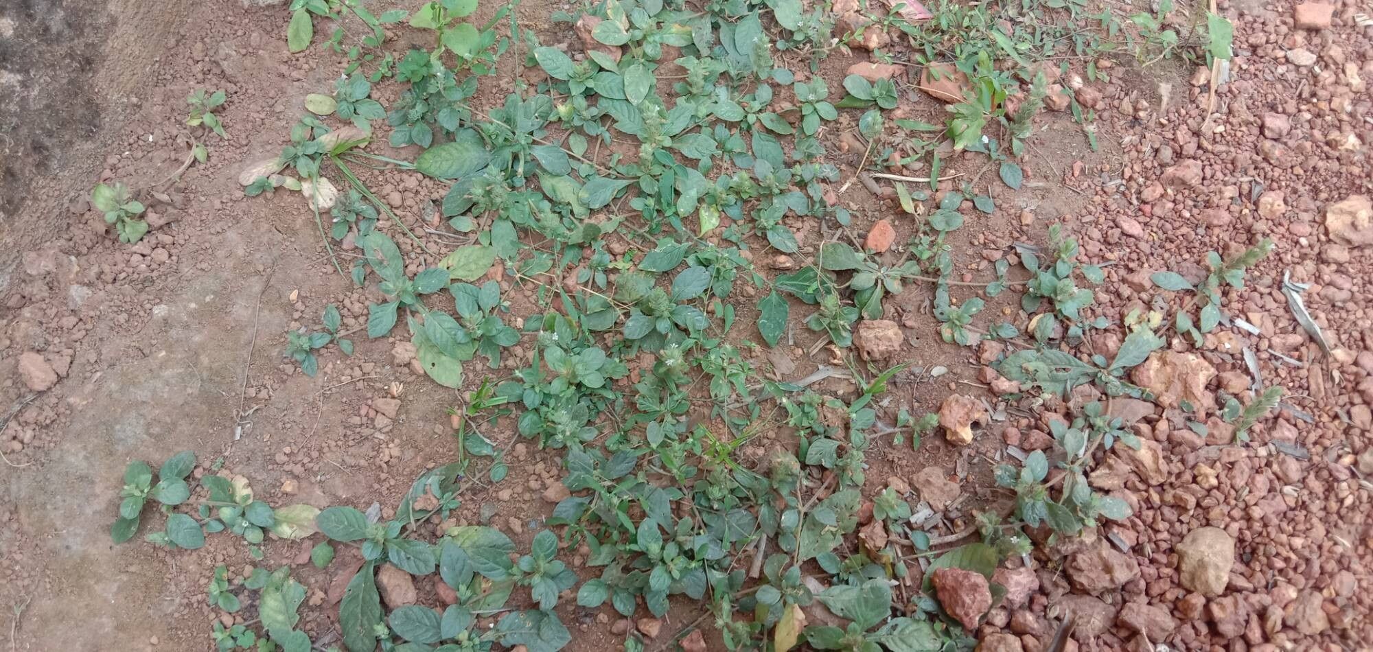 Staurogyne spatulata habit