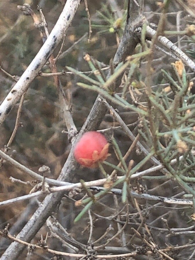 Asparagus nesiotes fruit
