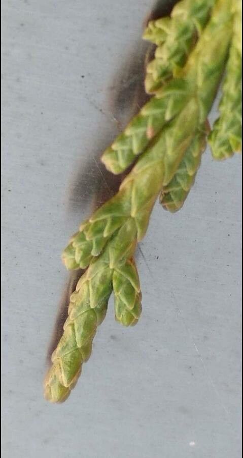 Juniperus californica