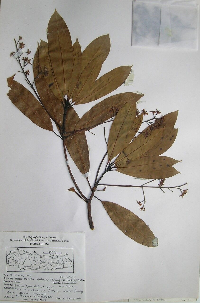 Machilus duthiei other