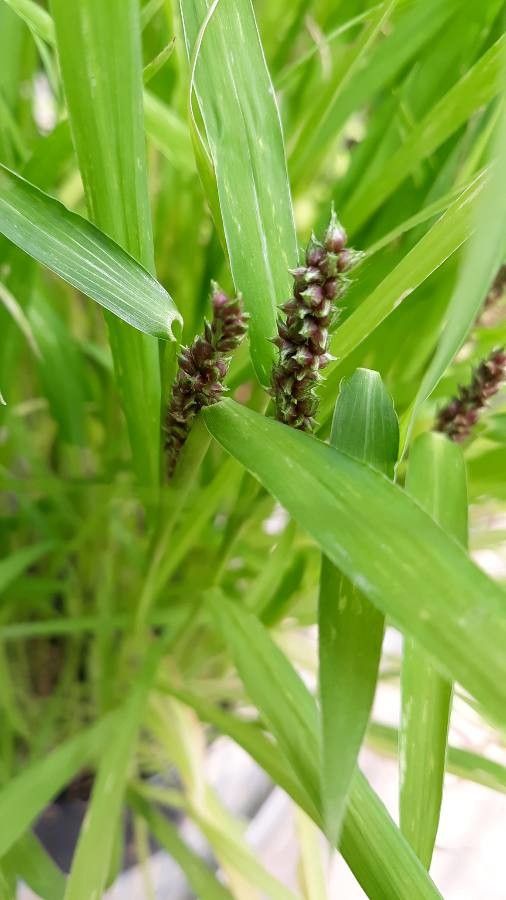 Echinochloa esculenta flower
