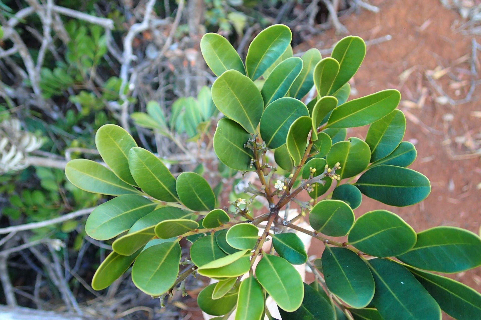 Didymocheton minutiflorus leaf