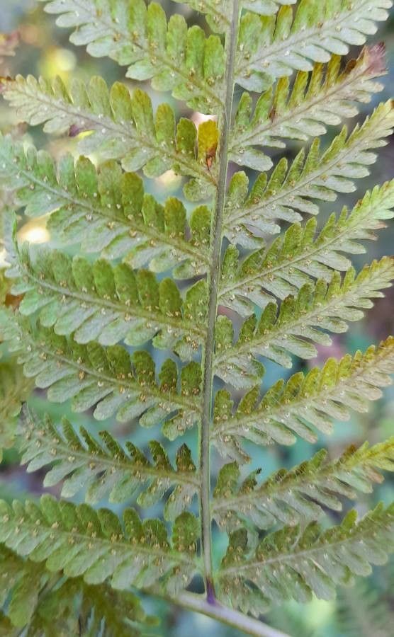 Pteridium arachnoideum fruit