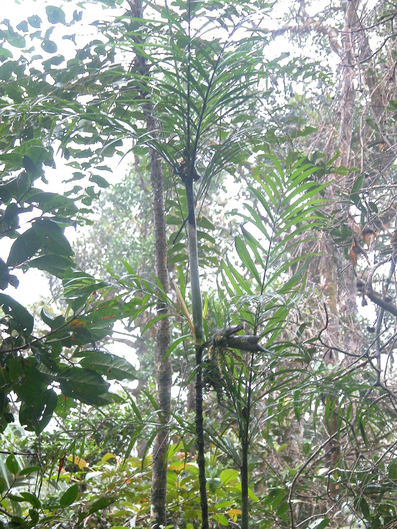 Dypsis serpentina habit