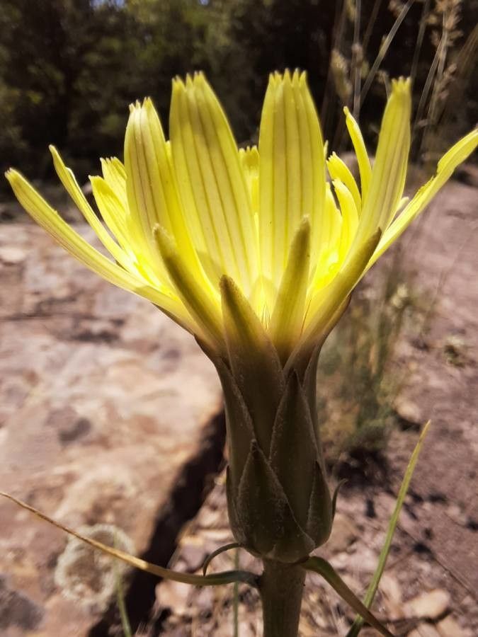 Scorzonera graminifolia flower
