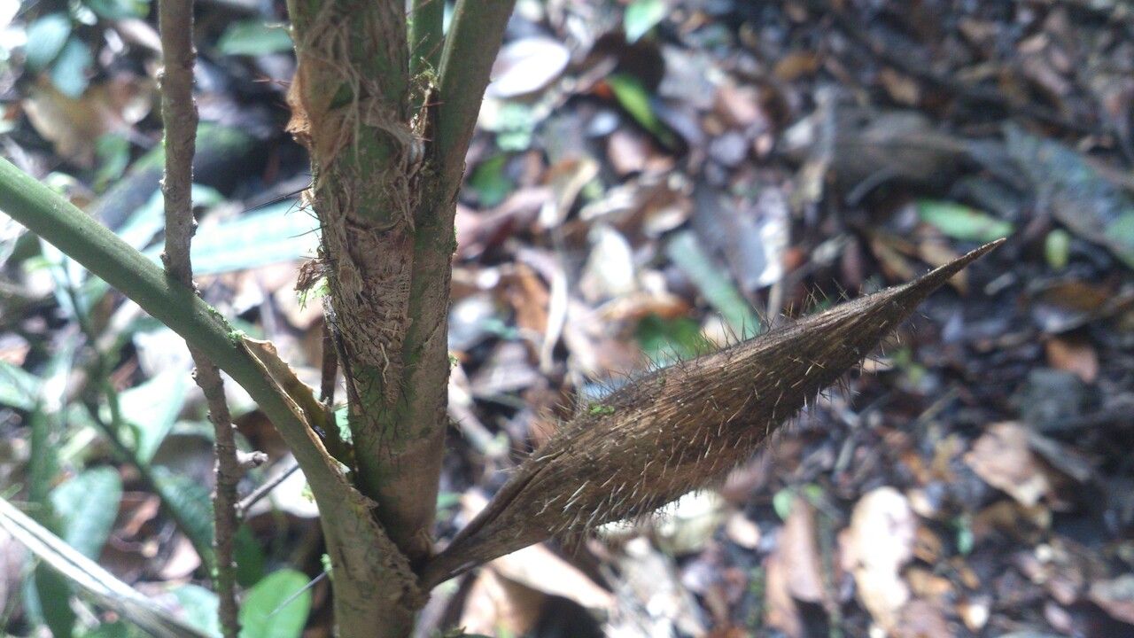 Bactris hondurensis — houseplant care guide