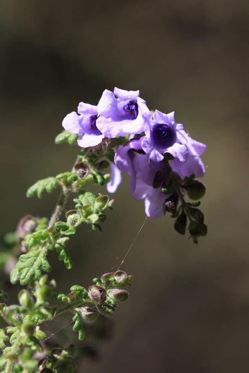 Prostanthera rugosa — houseplant care guide