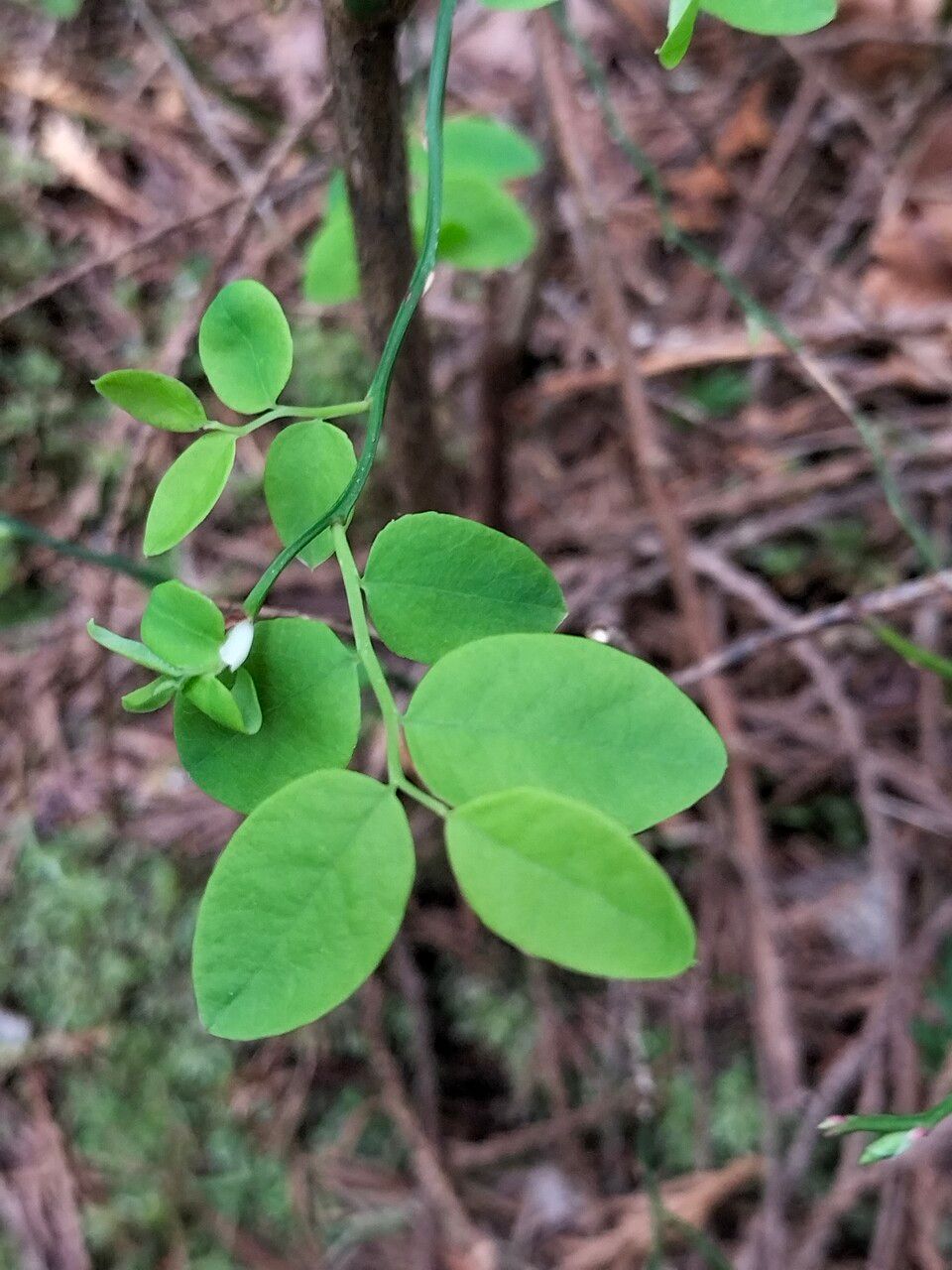 Vaccinium parvifolium leaf