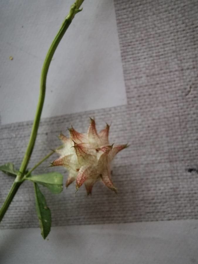 Trifolium resupinatum fruit