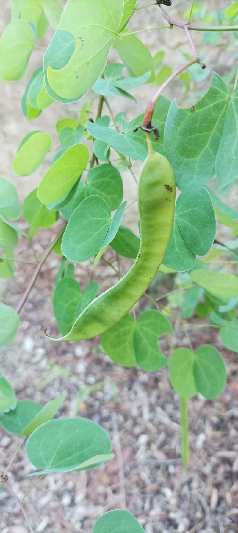 Phanera yunnanensis fruit