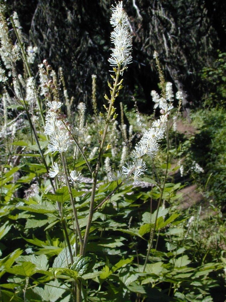 Actaea elata habit