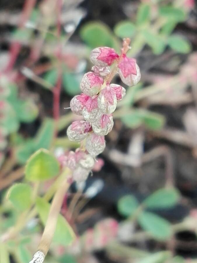 Melilotus spicatus flower