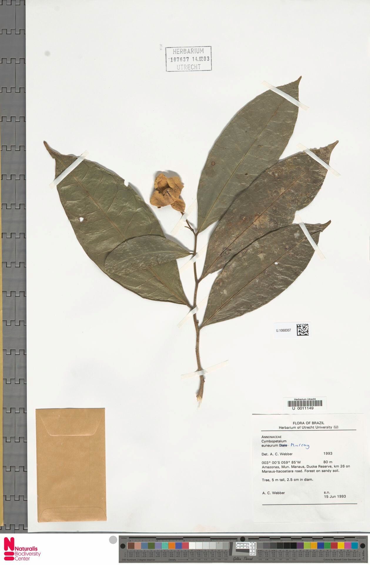 Cymbopetalum euneurum — related species from the same genus