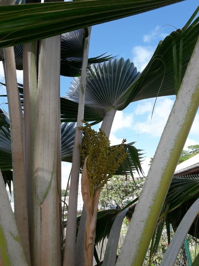 Pritchardia pacifica flower