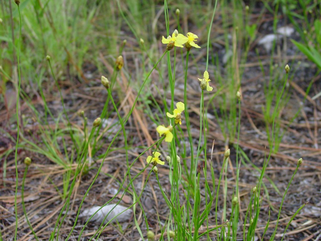 Xyris caroliniana habit