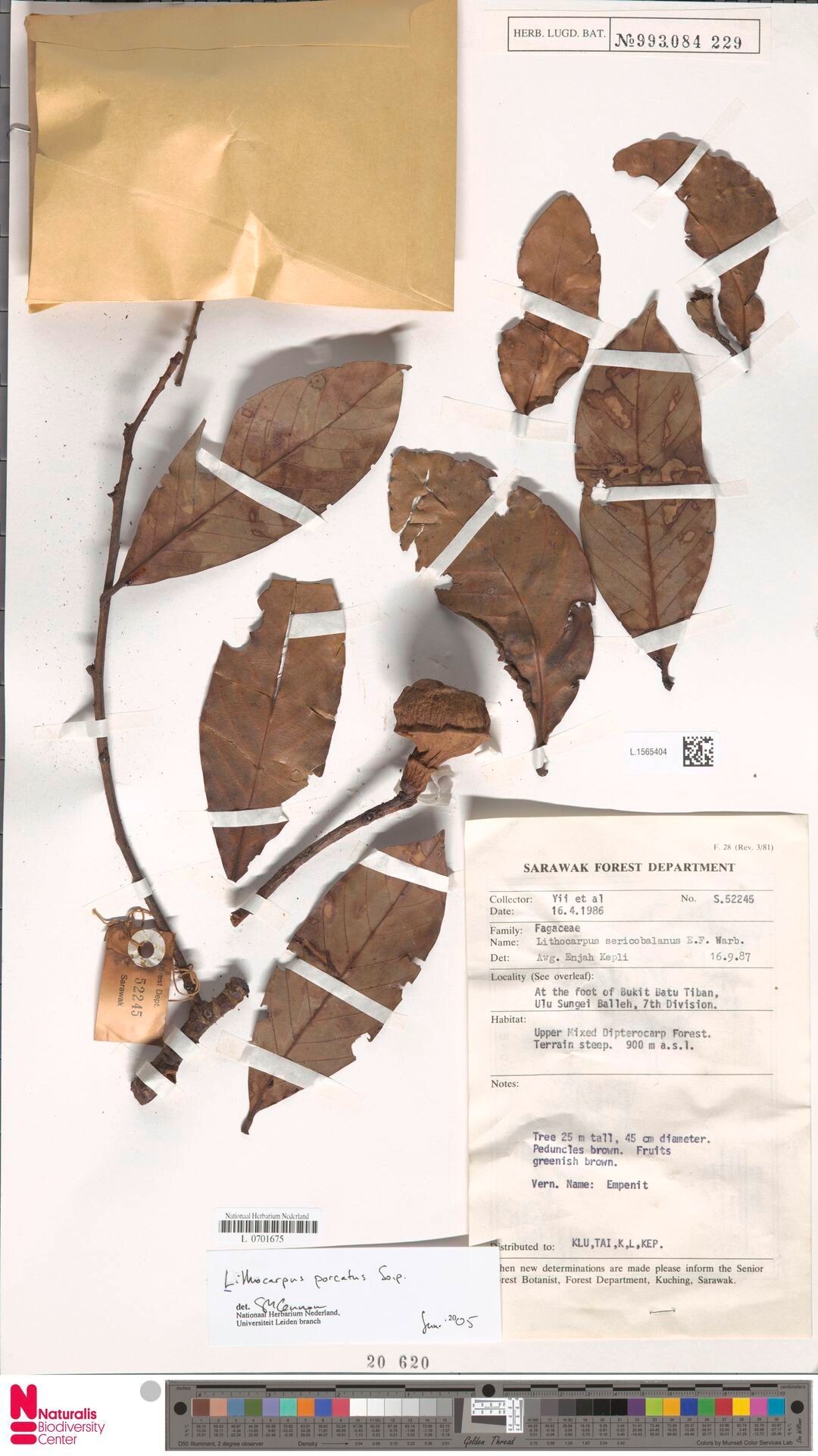 Lithocarpus porcatus — search result for 'Lithocarpus'