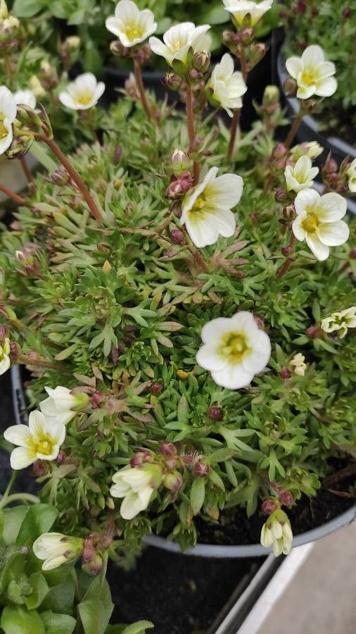 Saxifraga cespitosa flower