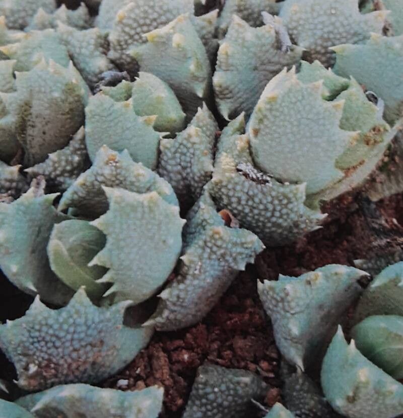 Stomatium latifolium habit