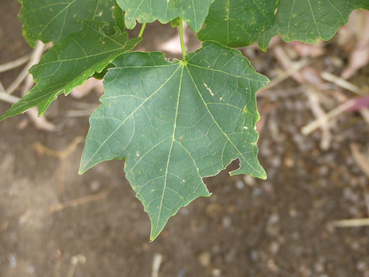 Hibiscus columnaris leaf