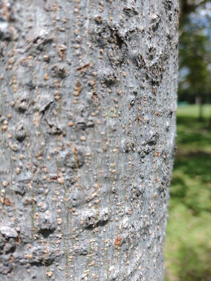 Schizolobium parahyba bark