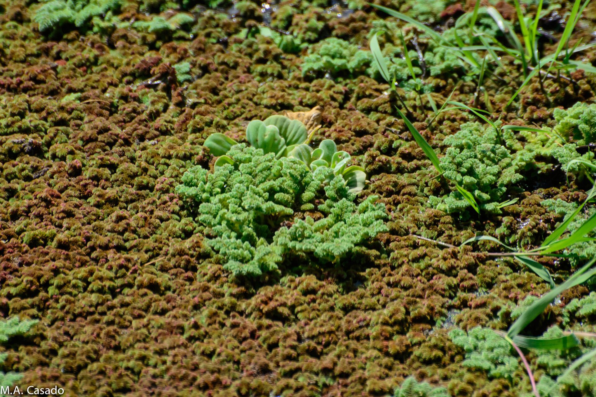 Azolla nilotica