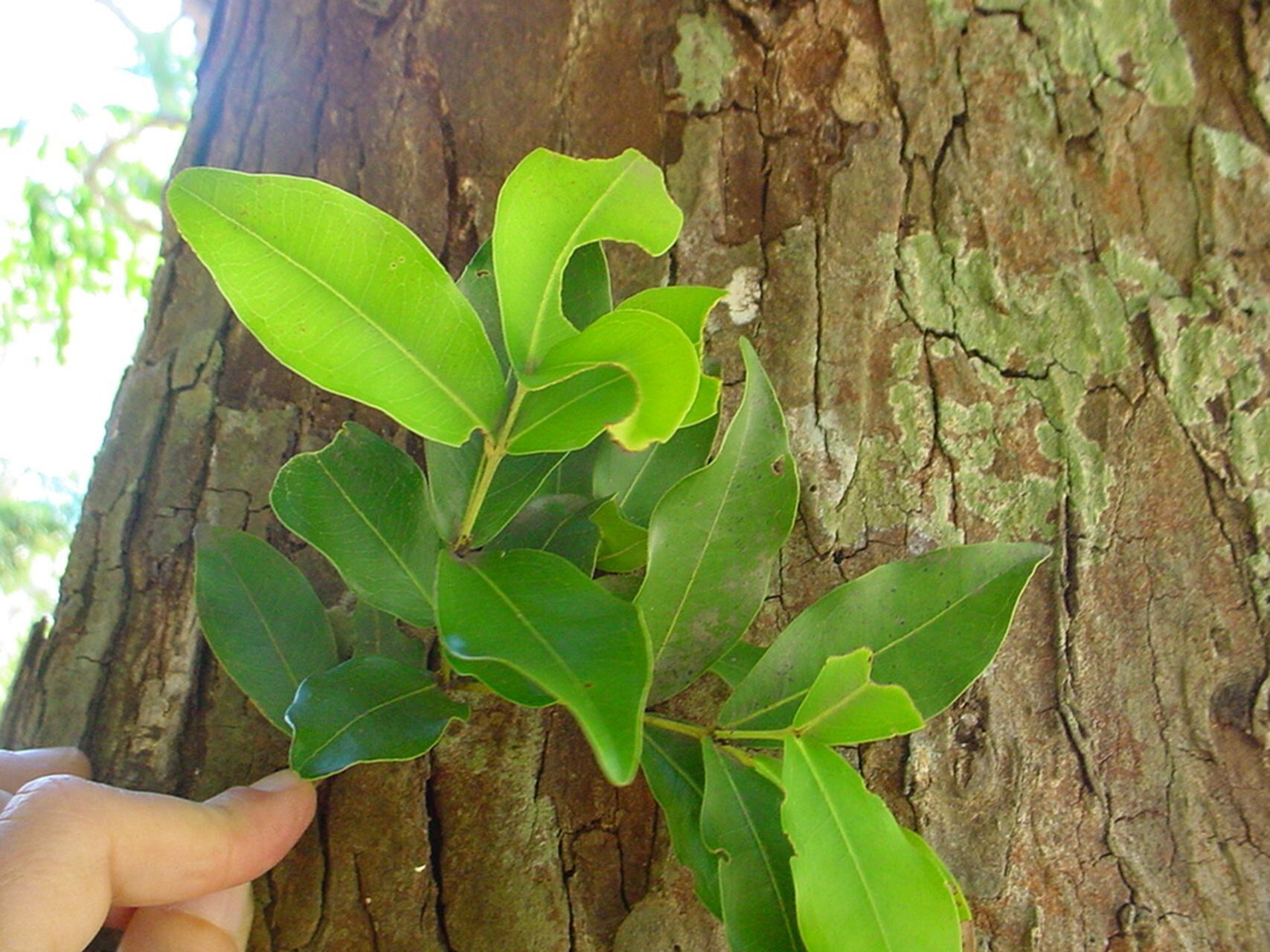 Syzygium neoeugenioides — houseplant care guide