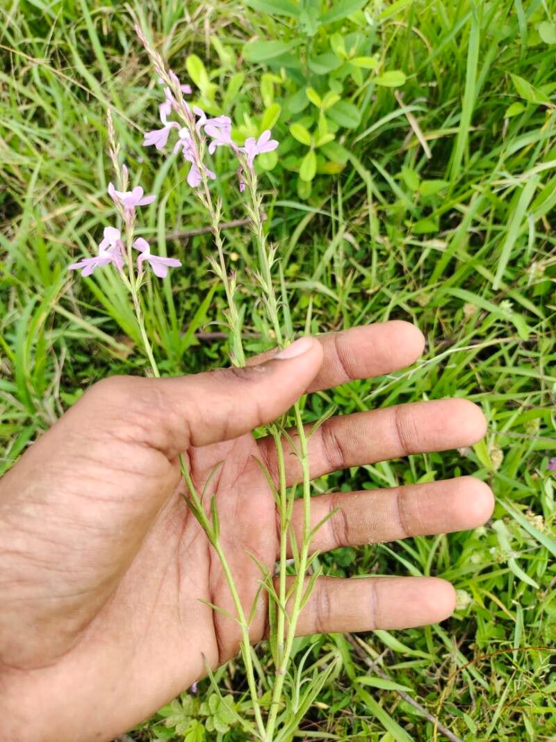 Striga hermonthica habit