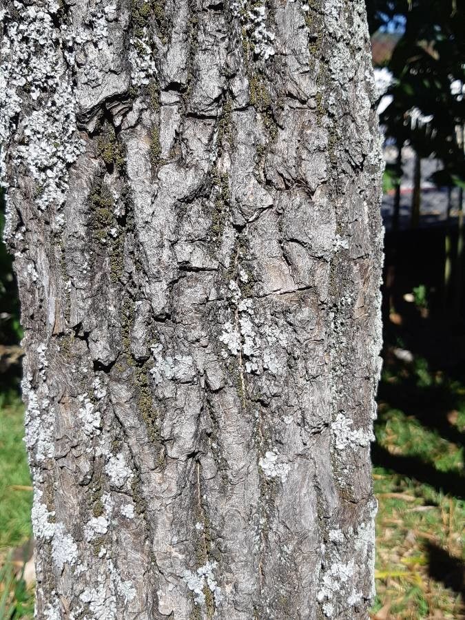 Handroanthus albus bark