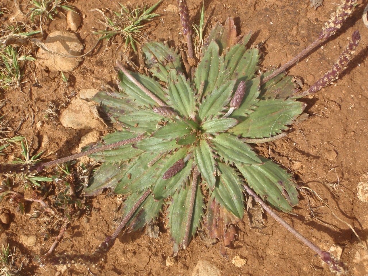 Plantago serraria habit